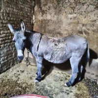 الاغ ماده|حیوانات مزرعه|جوکار, |دیوار