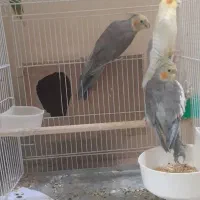 ۴عددعروس هلندی ۱نرویک ماده و۲تاپسراشون