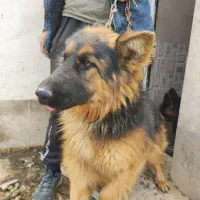 توله ژرمن موبلند|سگ|رباط‌کریم, وهن آباد|دیوار