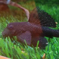 کت پوز بوته ای|ماهی|زابل, |دیوار