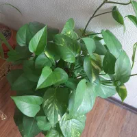 پتوس خزه دار