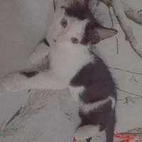 گربه واگذاری