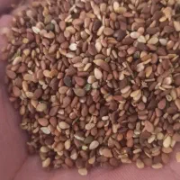 کنجد|خوردنی و آشامیدنی|ورزنه, |دیوار