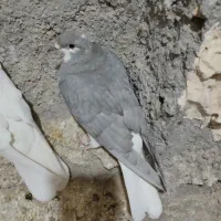 کبوتر