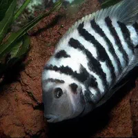 سیچیلایدپرنده معاوضه با هرنوع ماهی گوپی گل گیاه