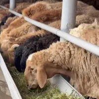 گوسفند زنده / مصرف خانگی. جاده گلحصار/ یافت اباد