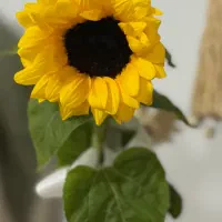 مراقب سالمند