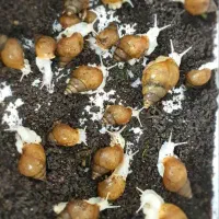 حلزون اچاتینا|خزنده|تهران, فلاح|دیوار