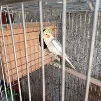 عروس هلندی|پرنده|قدس, شهر‌قدس|دیوار