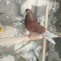 کبوتر تهرانی پرشی بشرط