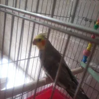 عروس هلندی|پرنده|کرمانشاه, |دیوار