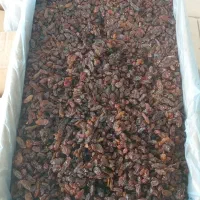 بورس کشمش مویز ایران مستقیم بدون واسطه