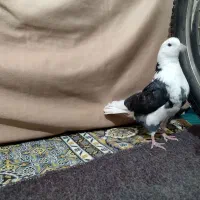 کبوتر|پرنده|بزینه رود, |دیوار