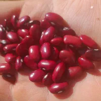 لوبیا قرمز