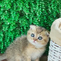 بریتیش سیاه رنگ