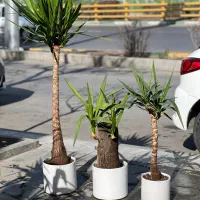 یوکا زیر قیمت پخش|گل و گیاه طبیعی|مشهد, هفت تیر (حافظ)|دیوار