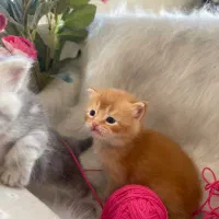 بر یتیشهای دو‌ماهه طلایی|گربه|تهران, بهاران|دیوار