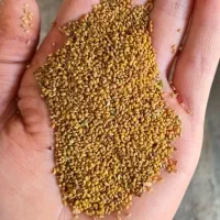 بذر یونجه همدان