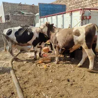 گاووگوساله|حیوانات مزرعه|زابل, |دیوار