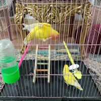 جفت کوتوله نر و ماده