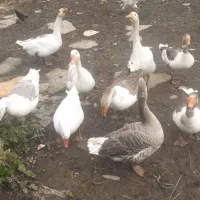 غاز|حیوانات مزرعه|اسالم, |دیوار