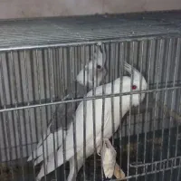 عروس هلندی نروماده و تکی