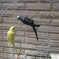 مرغ عشق
