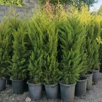کاج لاوسون ارتفاع 160 سانتی