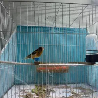 قناری نر مست‌خوان