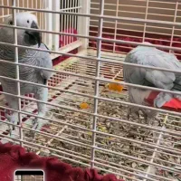 جفت کاسکو سخن گو ۵ساله