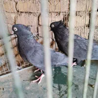 خوش رنگ زاغ دوکت طوقی|پرنده|مبارکه, |دیوار