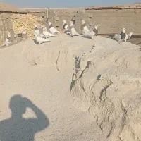 پرنده کبوتر|پرنده|رامهرمز, |دیوار