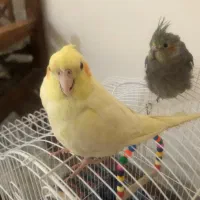 عروس هلندی لوتینیو|پرنده|سمنان, |دیوار