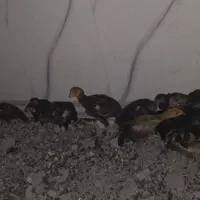 جوجه محلی لاری