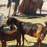 بز گولگولی اصل پاکستانی گوش دراز|حیوانات مزرعه|زاهدان, |دیوار