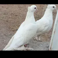 کبوتر سفید کاکلی