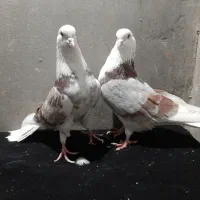 کبوتر ساعت سنگین|پرنده|ایواوغلی, |دیوار