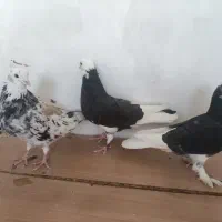 سه عدد کبوتر