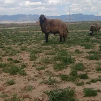 سلام دورس شاه قوچ بشرت برش قیمت دونه ۷۵ملیو