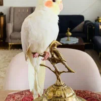 عروس هلندی نر لوتینو