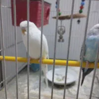 مرغ عشق نر ماده|پرنده|مشهد, رضاییه|دیوار