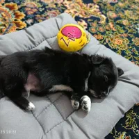 سگ اشپیز شیتزو سه ماهه