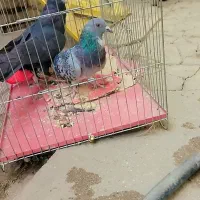 کبوتر زاغ آبادانی و پلاکی|پرنده|جیرفت, |دیوار