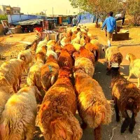 همه نژاد همه وزن همه نوع فروش گوسفند زنده|حیوانات مزرعه|تهران, کیانشهر|دیوار