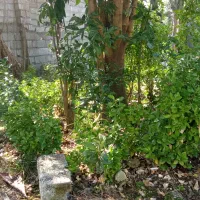 گل شمشاد طلایی|گل و گیاه طبیعی|نوشهر, |دیوار