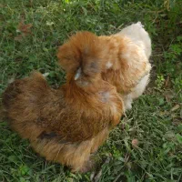 مرغ ابریشمی اصلی|حیوانات مزرعه|شهریار, شهریار|دیوار