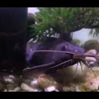 ۱ عدد ماهی کت وارونه معاوضه باماهی دیسکس