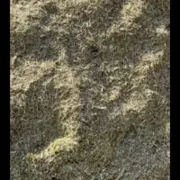 کوبیدن تاله شلتوک با کمباین کاهکوب