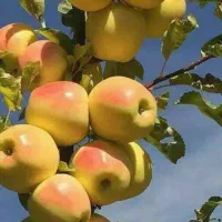 نمایندگی رسمی کود ارگانیک در سمیرم (پیرمرادیان)