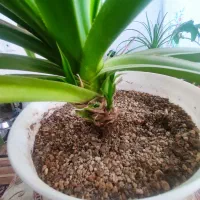 گل برگ موزی بزرگ|گل و گیاه طبیعی|زرند, |دیوار